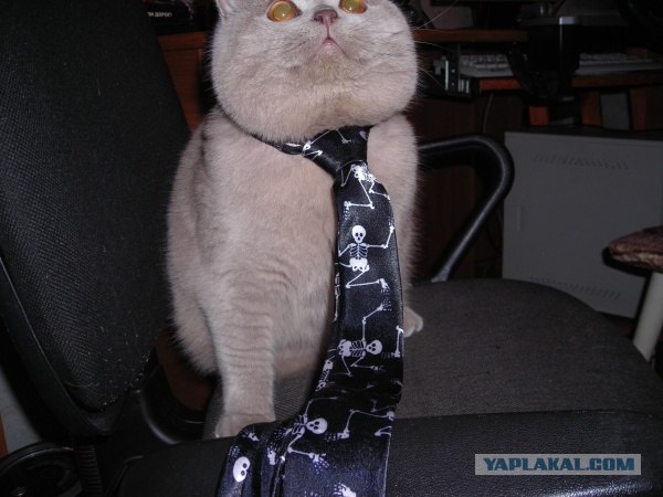 Котэ офисный