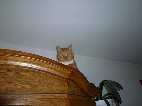 Котовторник 8 мая 2012