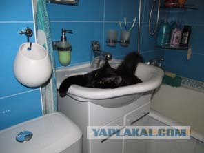 Котовторник 29.05.2012