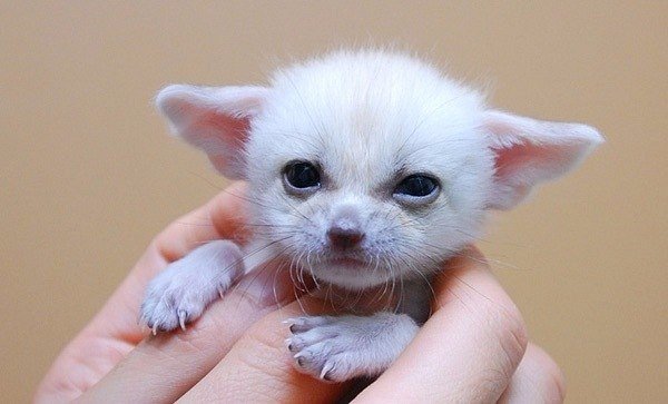 Живность из сети