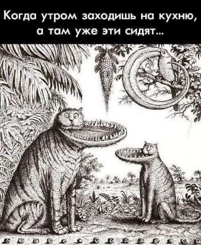 Три правила кота