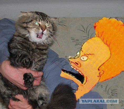 Злой кот