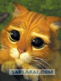 Озверевшее дорожное быдло, 18+