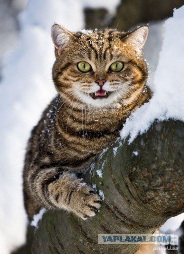 Кошка и сугроб!
