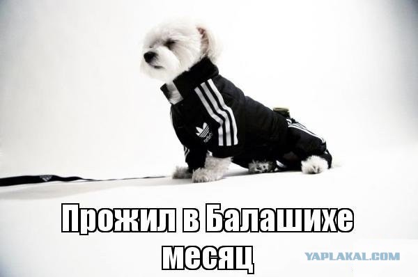 Ошалевший закладчик с кучей наркоты в авто подрался с гаишниками в Балашихе