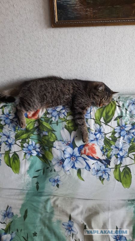 Ура! Котовторник.