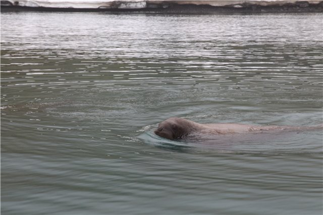 Отчет о покорении Северного полюса