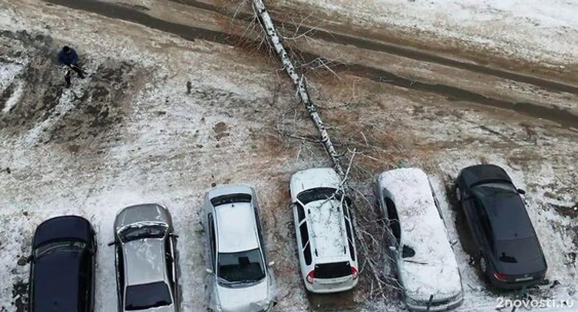 В Челябинске рабочие пытались убрать дерево, чтобы оно не упало на машины, но оно упало на машины