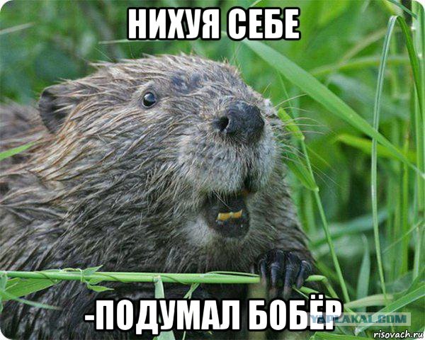 Разбор бобровых плотин на видео