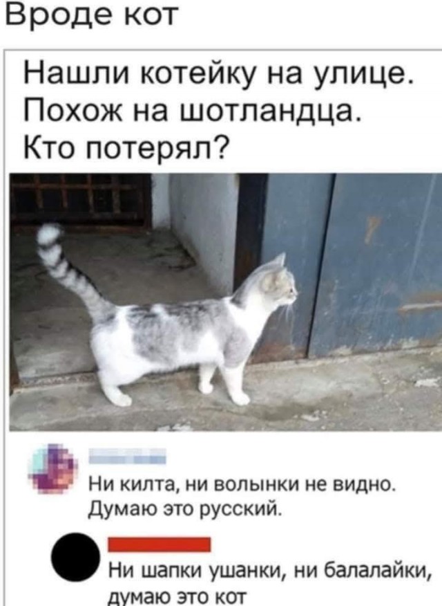 К котовторнику: подборка картинок-баянов с котиками и про котиков. Выпуск 13