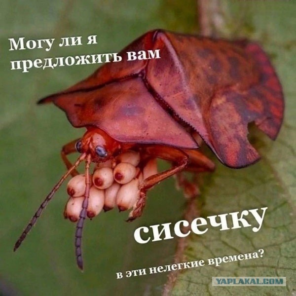 Появившиеся на юге России клещи-мутанты, которые преследуют своих жертв, не смогут выжить в условиях столичного региона
