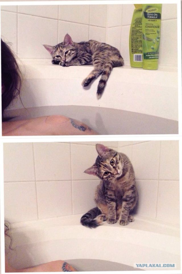 Котовторник 29.10.2013