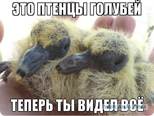 Теперь ты видел всё