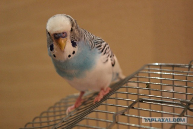 Как я попуганов размножала