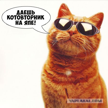 Котобудильники.