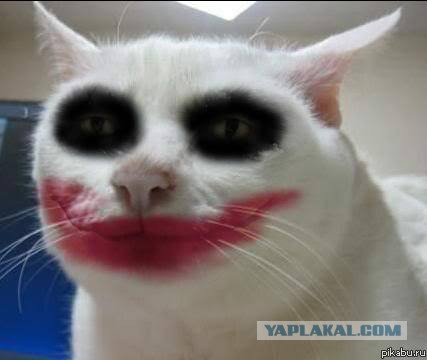 От кошачьей мяты вштыривает не по-детски