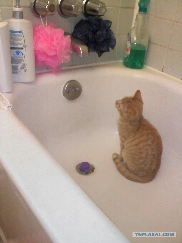 Котовторник 27.01.2015