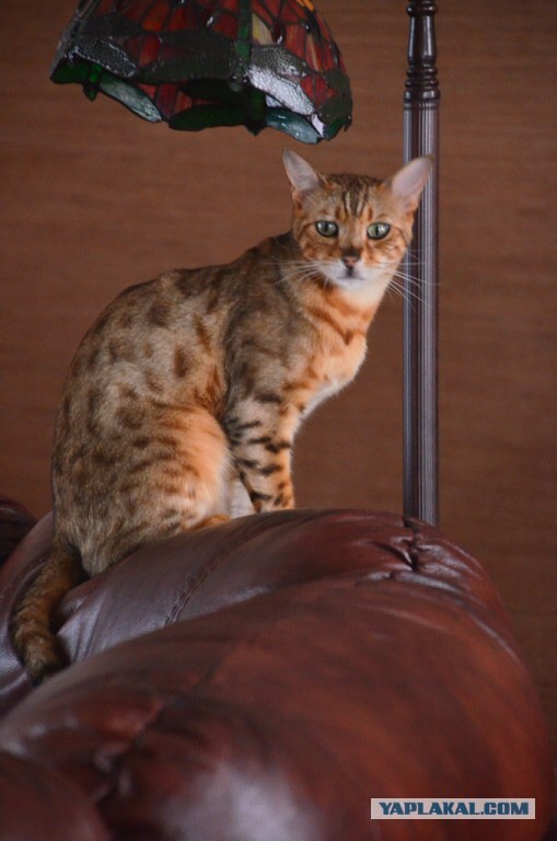 Богатые тоже бывают рабами