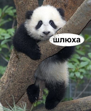 Подарки для порно-звезды