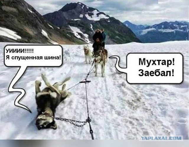 Картинки и приколы из соц.сетей и интернета