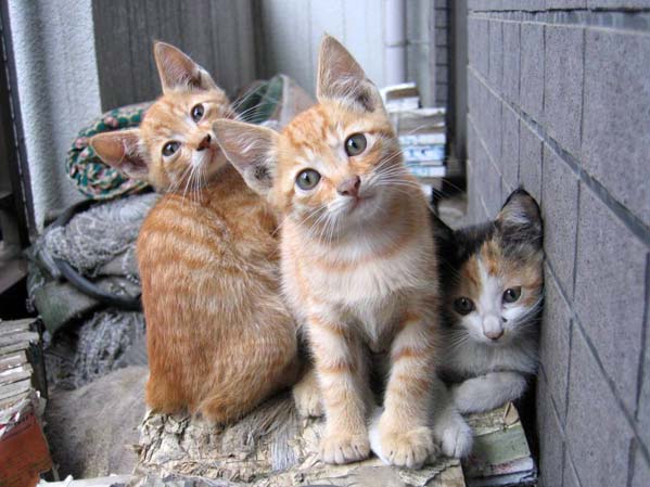 Коты, кошки, котята