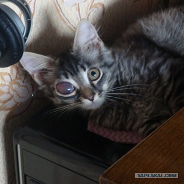 История Одноглазого Джека