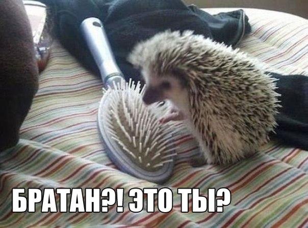 Картинки