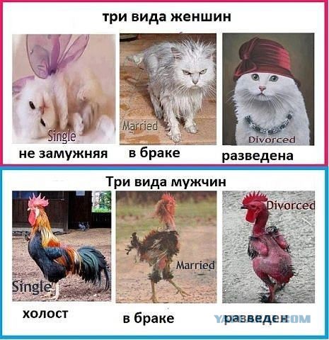 А ты заработал на жену? Авторша жжот
