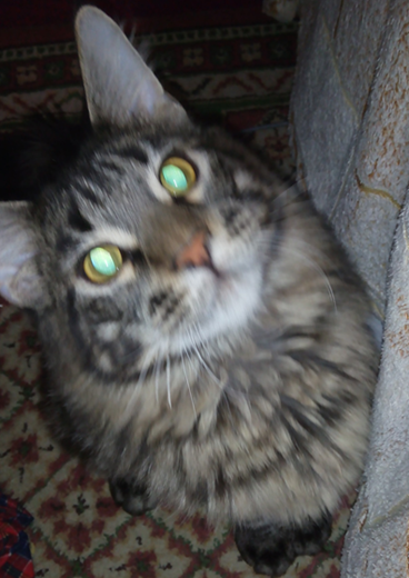 Котовторник 15.03