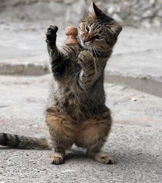Демы к котовторнику!