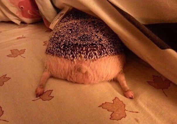 Божьи твари