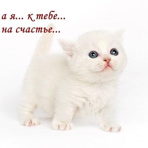 Мохнатые беспредельщики
