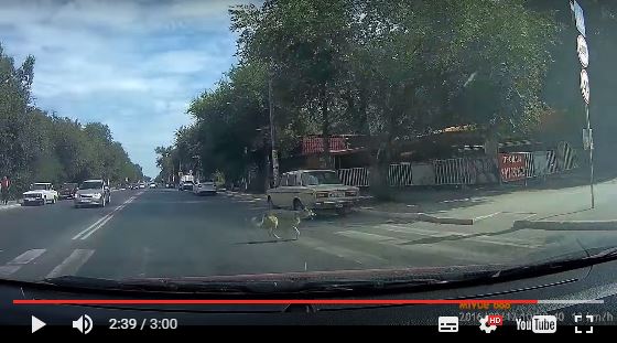 Ты это че холоп не видишь я на Крузаке спешу... подвинулся быстро чмо!