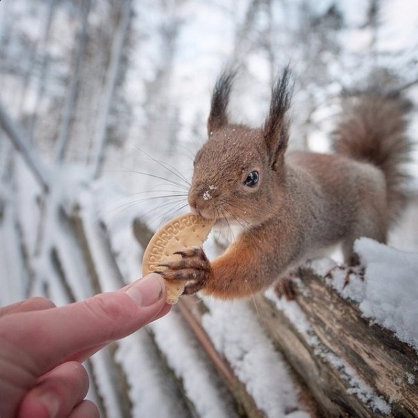 Прикольные животные