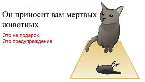 Может кто еще не знал. О домашних пушистых пару фактов.