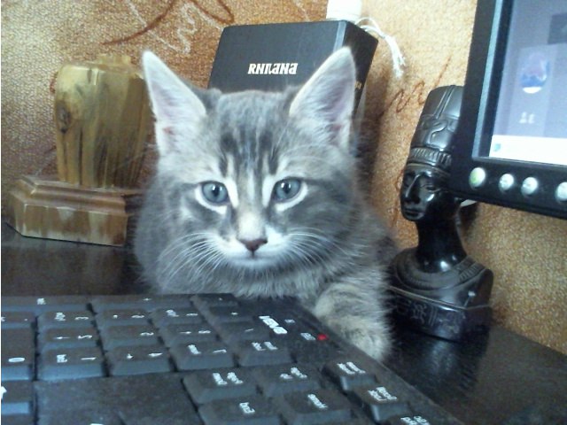 Коты из сети