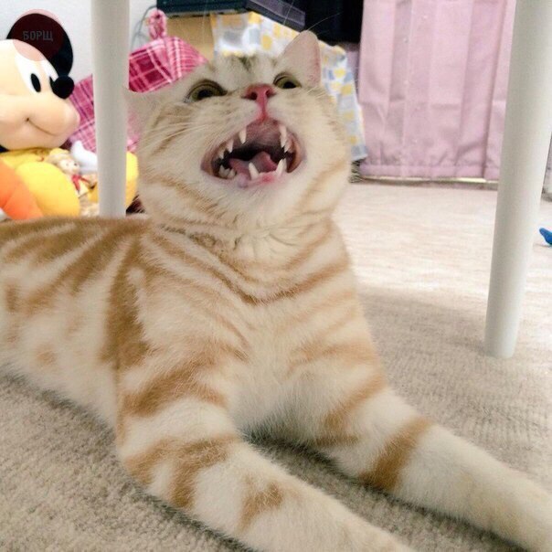 Коты из сети