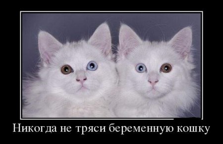 Коты из сети