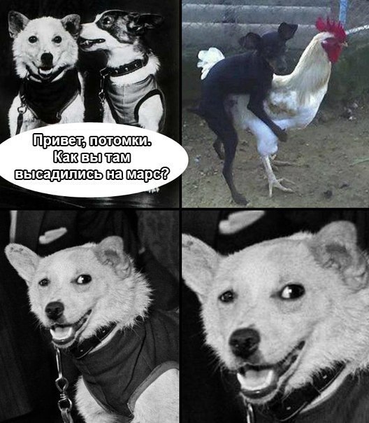 Цобакен-маньяк