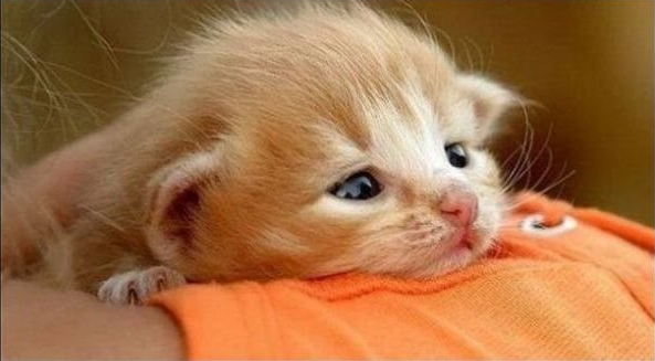 Животные, которые всегда сохраняют безразличие. А точнее - пофигизм