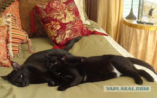 Котовторник 11/04/2017