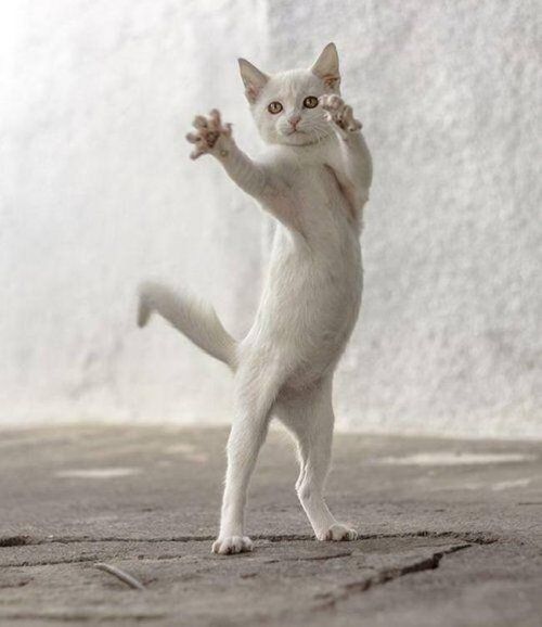 Коты и Кошки