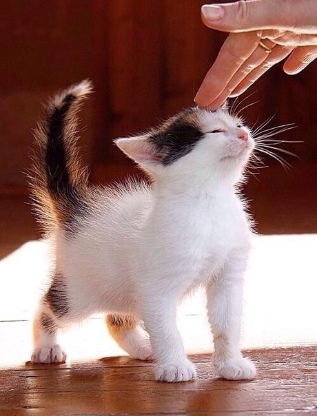 Коты и Кошки