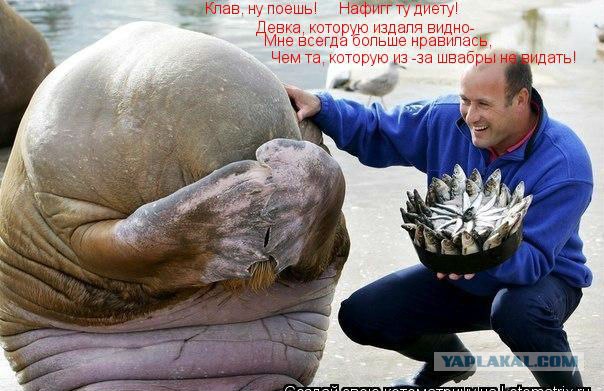 Преимущества толстых баб над худыми.