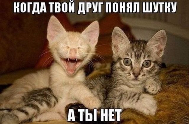 Прикольных котов пост