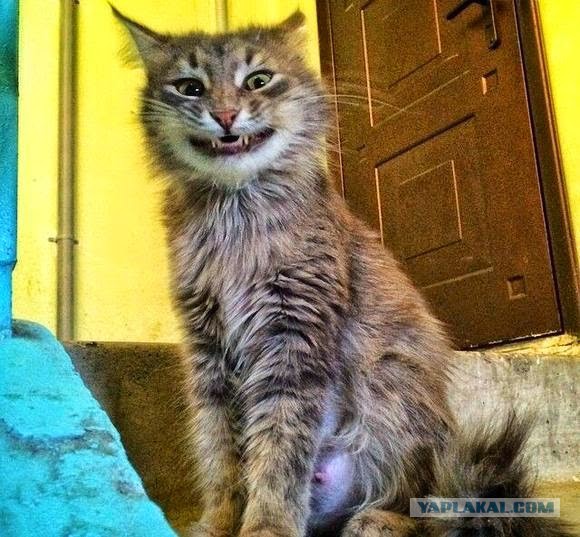 Дочь Скрипаля дала показания