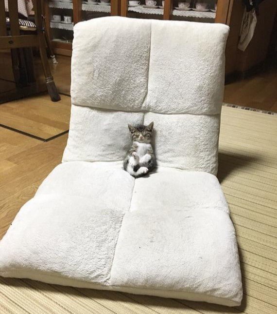 Прикольных котов пост