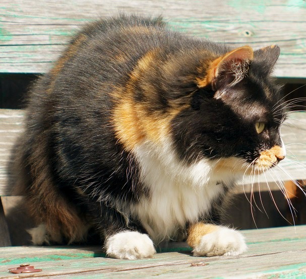 Котовторник  01.05.2018
