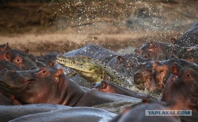 Он пытался проскочить (3 фото)