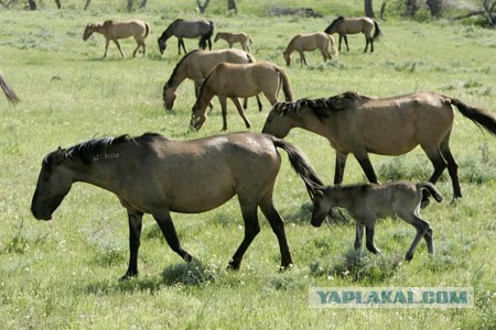 Конец американской легенды?